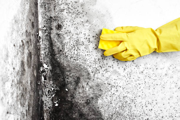 Best Black Mold Removal  in Mount Oliver, PA